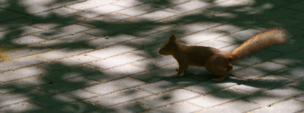 有趣的松鼠图片下载