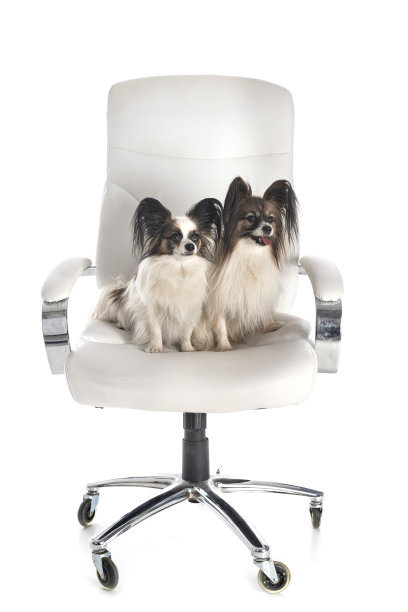 小的狗图片下载