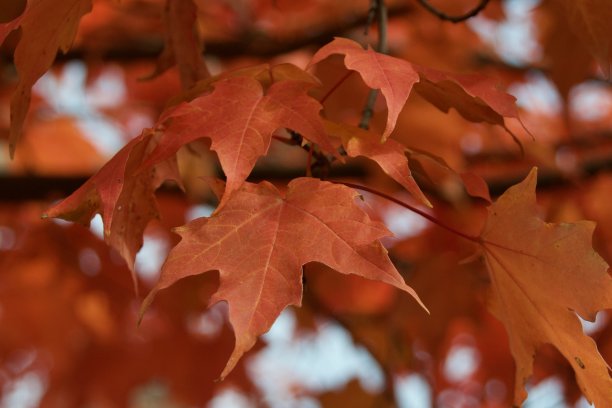红色的枫叶图片下载