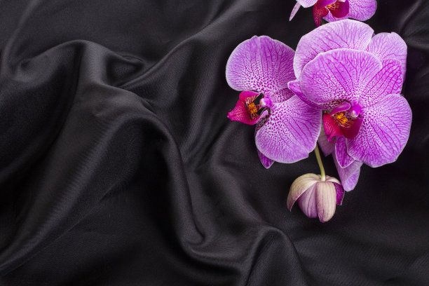 紫色兰花蝴蝶兰花在丝绸的背景图片下载