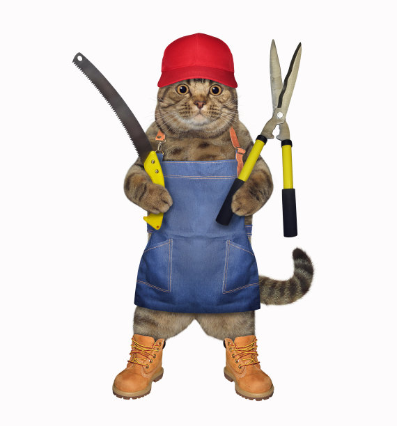 猫与园艺剪刀图片下载