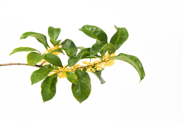 白底上盛开的黄桂花图片下载