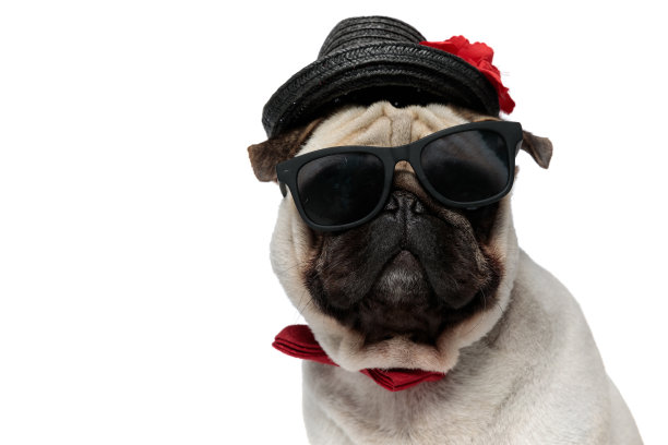 酷酷的哈巴狗戴着帽子、太阳镜和领结的特写，图片下载
