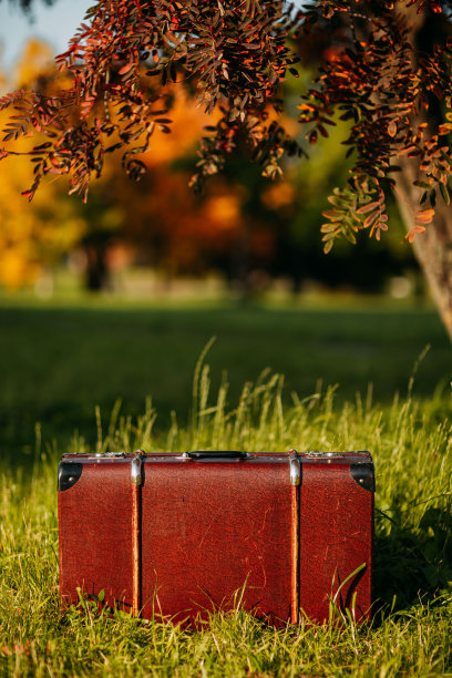 秋天森林里的棕色古董手提箱。皮箱在树下。秋天的大自然，树叶黄红相间。图片下载