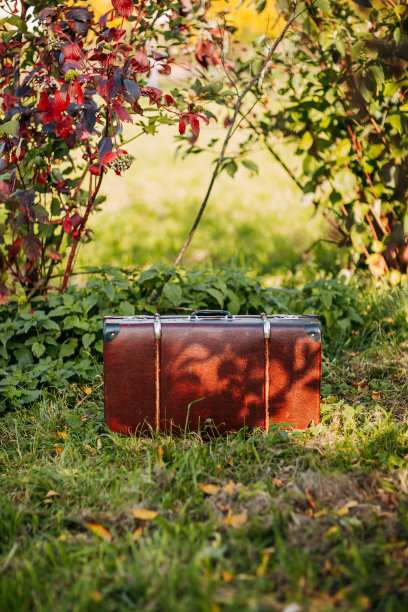 秋天森林里的棕色古董手提箱。皮箱在树下。秋天的大自然，树叶黄红相间。图片下载