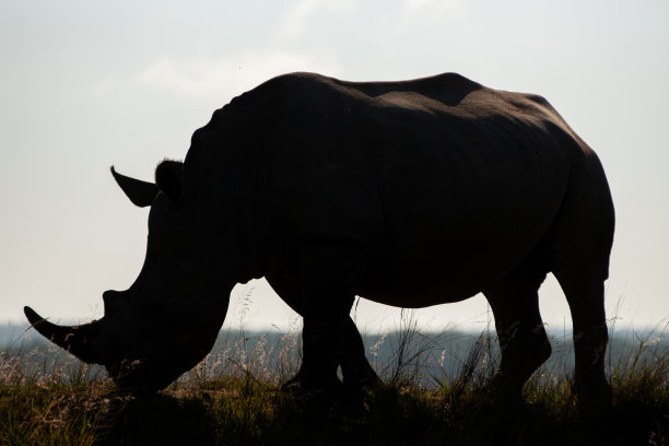 白犀牛的剪影图片下载