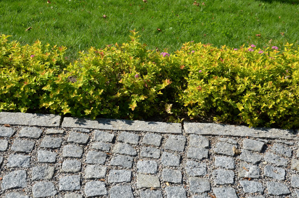 生长高度60-80厘米，形成球形灌木。这种低矮的落叶灌木很有趣，尤其是它的叶子。带有锯齿边缘的单叶发芽时呈青铜色，随后呈黄色，最后呈黄绿色。图片下载