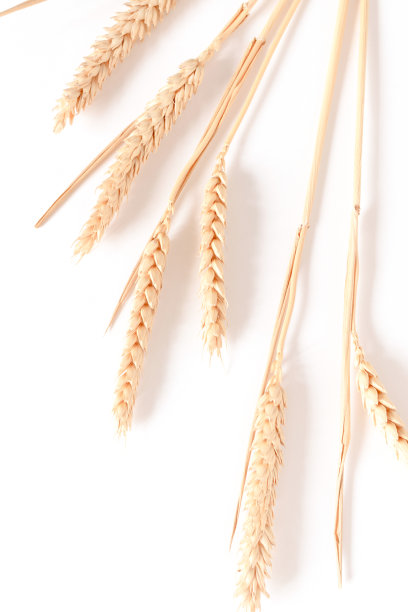 白色背景上的一束小麦小穗图片下载