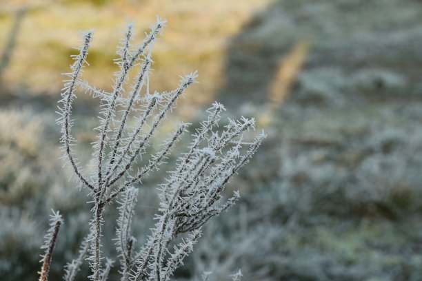 结了霜的树枝，成熟了。模糊的背景。图片下载