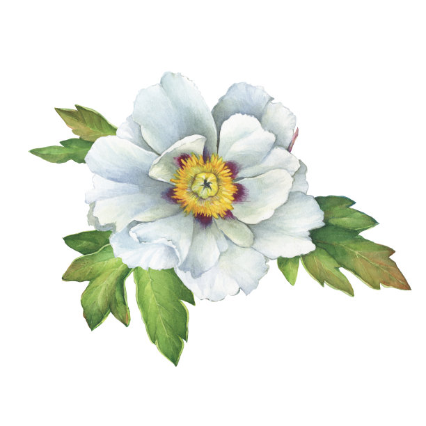 分枝花半重瓣白色牡丹与叶(牡丹suffruticosa，植物称为牡丹)。水彩手绘插图，孤立的白色背景。图片下载