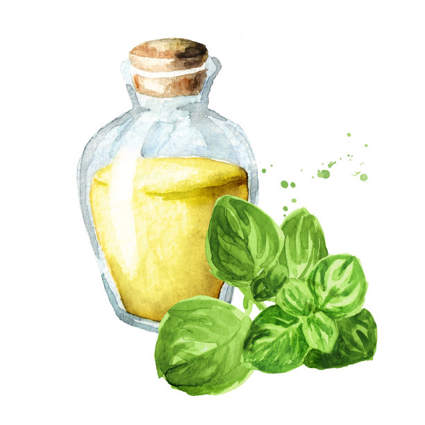 新鲜牛至嫩枝和一瓶精油。手绘水彩插图孤立的白色背景图片下载