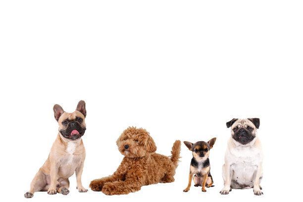 不同的动物在白色背景上。图片下载