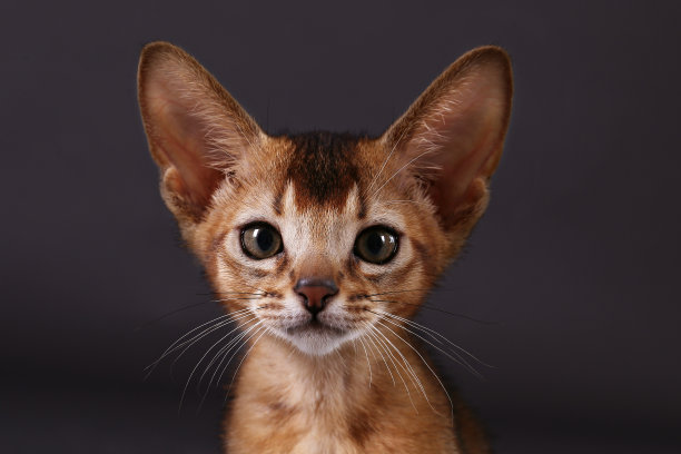 小猫咪有大耳朵。图片下载