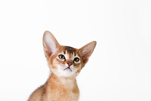 小猫咪有大耳朵。图片下载