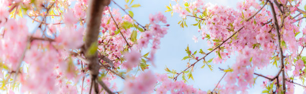 樱花在蓝天的背景下盛开。全景图像。图片下载