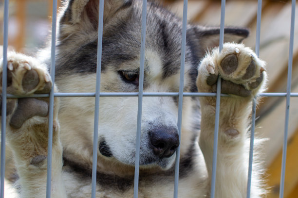 阿拉斯加雪橇犬。悲伤的面部特写。图片下载