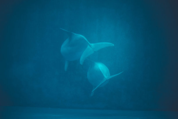 在游泳池里游泳的海豚图片下载