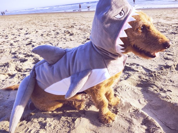 鲨鱼的狗图片下载