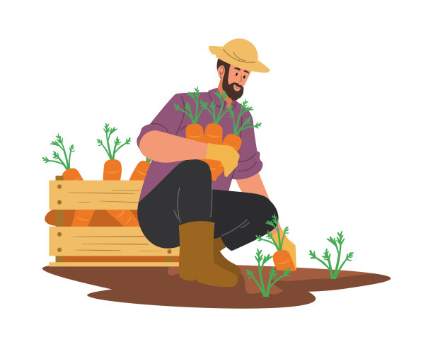 农民收获胡萝卜图片下载