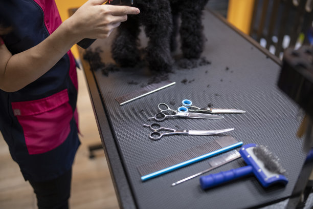 狗在美发沙龙理发图片下载