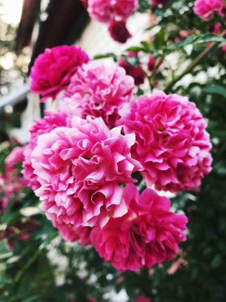 食品的背景图片下载