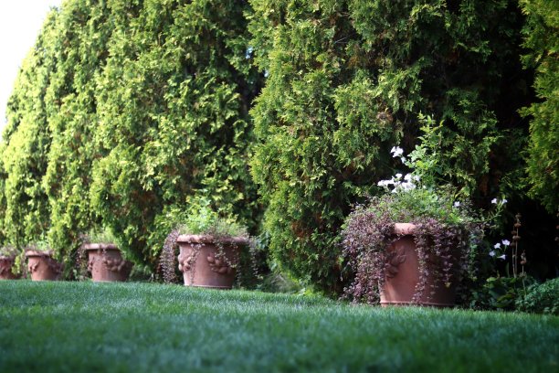 盆栽行图片下载