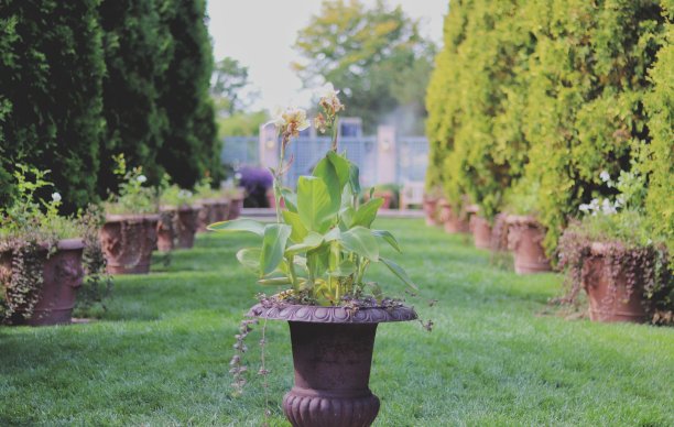 用花装饰的领域图片下载