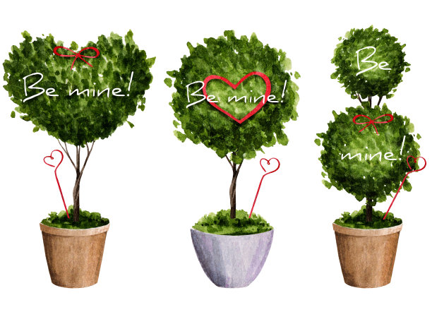 水彩画一套盆花。情人节盆栽鲜花心形和球状的春季插画。图片下载