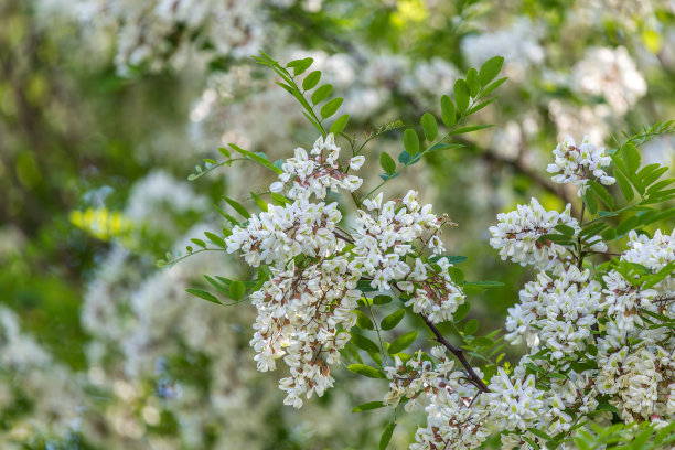 白色的刺槐(Robinia pseudoacacia)在春天的阳光下绽放。医学草药系列。图片下载