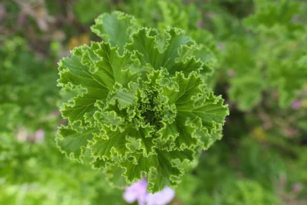 绿色卷曲的叶子特写。图片下载