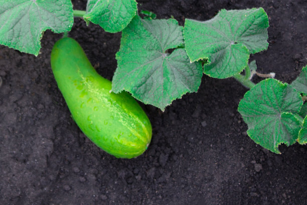 过熟的黄绿色黄瓜和绿叶躺在花园里的地面上。有机农业的概念。图片下载