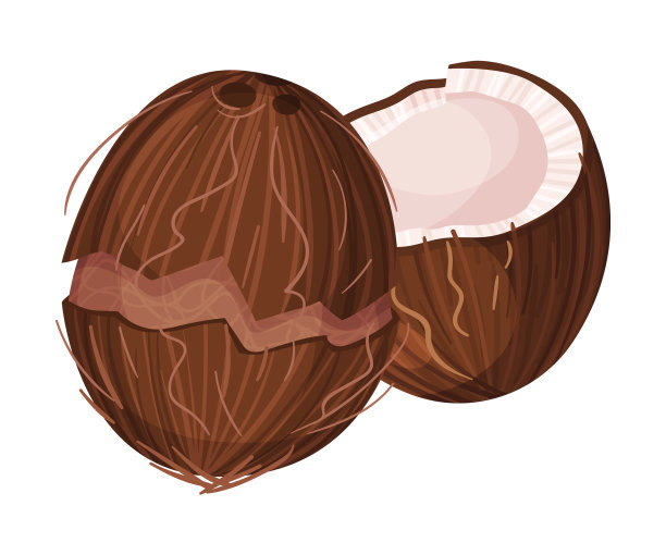用硬壳和纤维壳对半切开的椰子图片下载