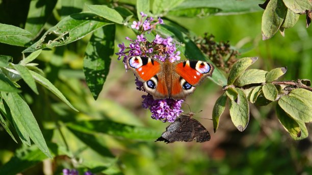 两只蝴蝶(一种翅膀张开，另一种翅膀紧闭)栖息在被绿叶包围的紫丁香花上图片下载