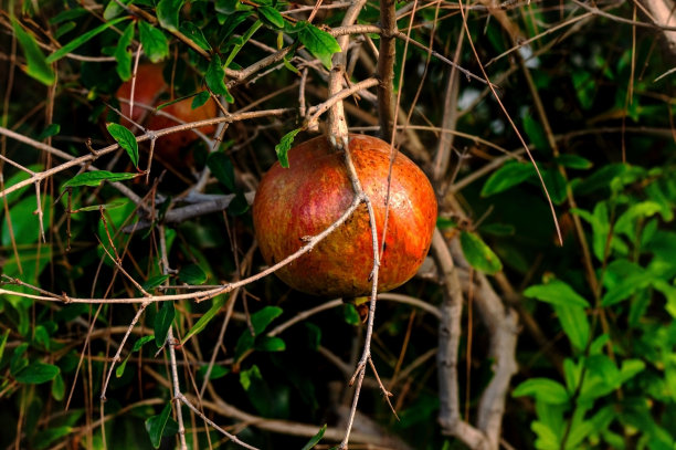 晚霞中，成熟的石榴果实挂在花园里的树枝上，宛如一幅五彩缤纷的背景。软选择焦点，文本空间图片下载