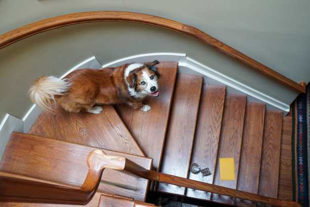 快乐的狗从楼梯间向上看图片下载