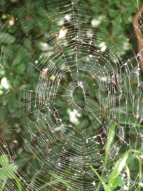 蜘蛛网图片下载