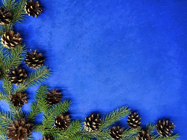 喜庆的圣诞背景。在亮蓝色抽象表面上有球果的冷杉树枝。图片下载