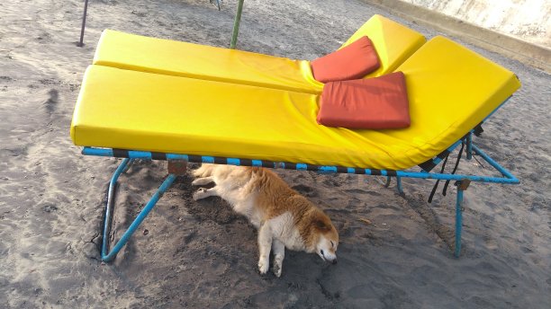 在沙滩上睡觉的狗图片下载