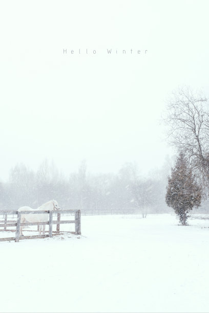 农场侧面的纯种马图片下载