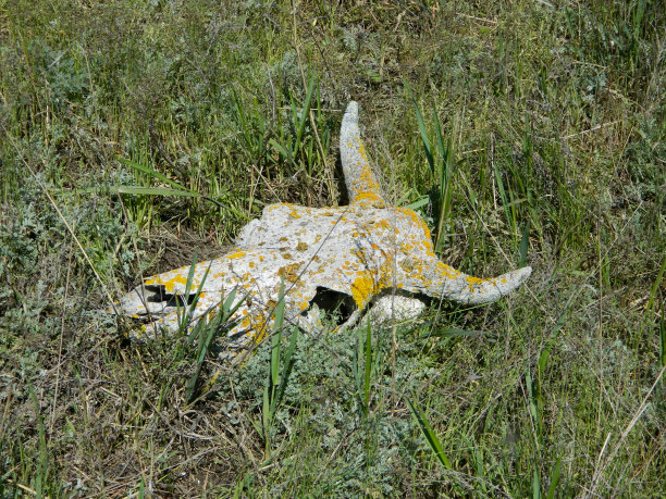 干的长满苔藓的牛颅骨，躺在草地上图片下载