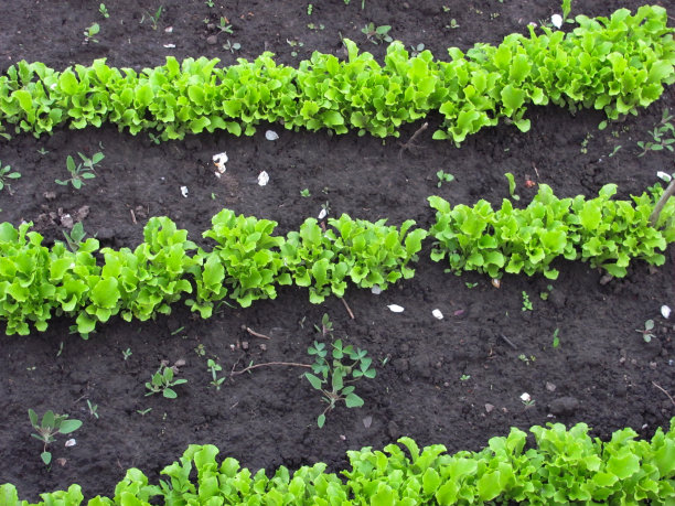 绿莴苣成行生长图片下载