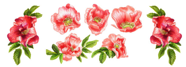 植物组花和玫瑰花瓣。一组美丽的玫瑰孤立在白色的背景上。古董植物手绘插图。婚礼设计。水平的作文图片下载