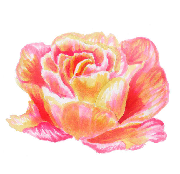 水彩玫瑰。可爱的红黄玫瑰。植物插图。绘制的花元素孤立在白色背景上。婚礼装饰元素，卡片，请柬图片下载