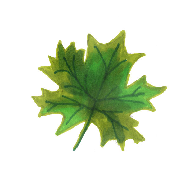 水彩绿枫叶。枫叶被孤立在白色的背景上。水彩植物插图。图片下载