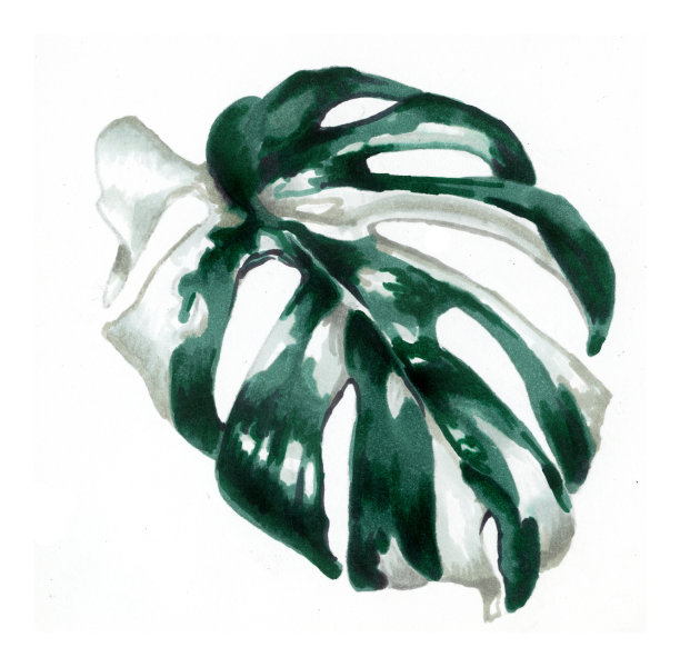 热带的叶子。植物水彩插图。Monstera斑叶孤立在白色的背景美丽的插图书籍，纺织品，包装，窗帘，明信片，墙纸图片下载