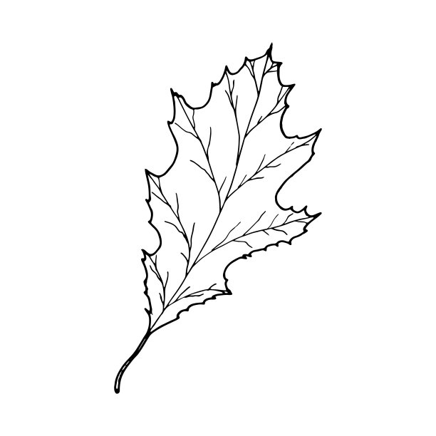 矢量等高线橡树叶图片下载