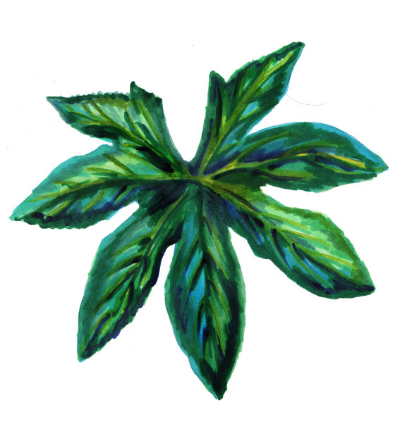 白色背景上的热带楤木叶子。植物水彩插图。奇异的叶子。设计中的孤立元素。楤木属粳稻。水彩手绘插图。图片下载