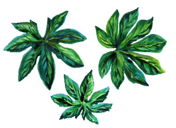 一组热带叶白底楤木。植物水彩插图。收集外来的叶子。设计中的孤立元素。楤木属粳稻。水彩手绘插图。图片下载