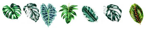 集热带树叶。植物水彩插图。怪物，Philodendron, Alocasia, Ficus，叶子被孤立在一个白色的背景。美丽的插图纺织品，包装图片下载