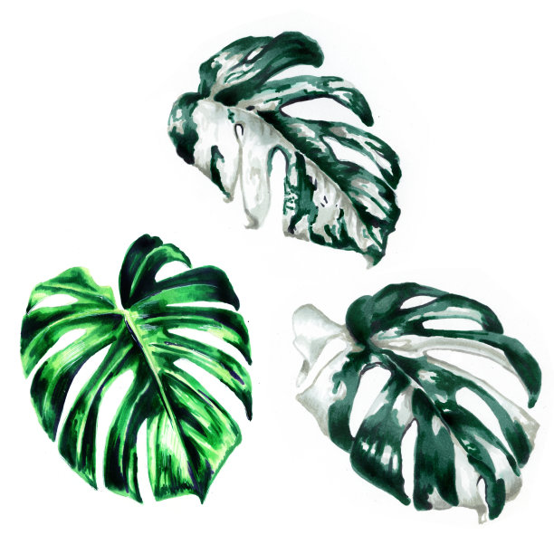 集热带树叶。植物水彩插图。Monstera斑叶孤立在白色的背景美丽的插图书籍，纺织品，包装，窗帘，明信片，墙纸图片下载